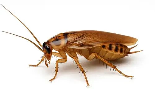 Realistic photo of cockroaches in a Montreal kitchen, illustrating a domestic infestation requiring professional extermination treatment.