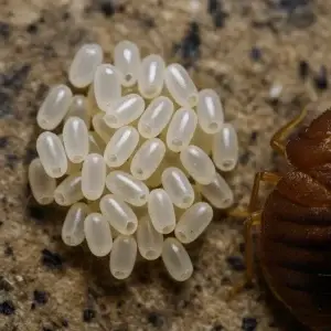 Début d’infestation – œufs de punaises de lit visibles