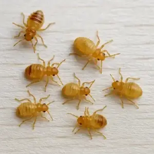 Nymphes translucides de punaises sur la literie