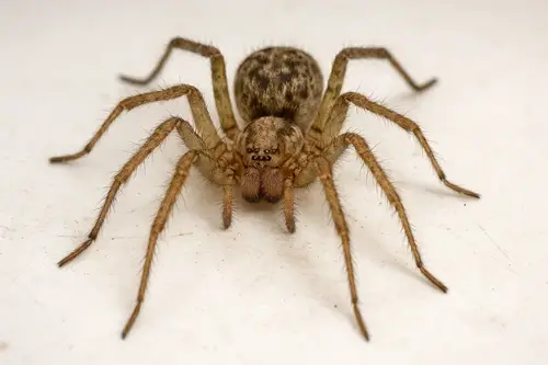 Cellar spider on canvas in a basement in Montreal, house spider, basement infestation, exterminator
