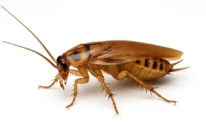 Coquerelles Cuisine – Derrière Réfrigérateur