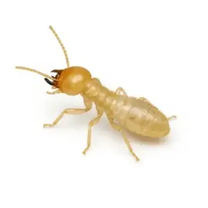 Termites creusant des galeries dans le bois en gros plan