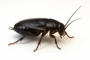 Coquerelle orientale — insecte noir commun dans les sous-sols humides - Extermi Pro Inc. Photo HD d’une coquerelle orientale (Blatta orientalis) sur fond blanc, espèce de blatte noire fréquente dans les sous-sols à Montréal.