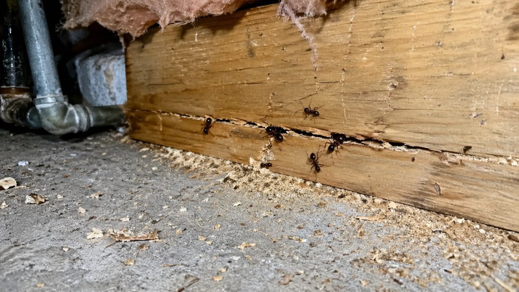 Carpenter ant pest control - Saint-Laurent - Extermi Pro